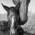 Thoroughbred mare and Foal on a stud farm in south africa