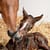 Unconditional bond forming between newborn thoroughbred foal and its mother, South Africa
