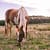 horse in a field on a stud farm in south africa