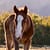 Thoroughbred Foal in a field on a stud farm in south africa