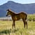 Thoroughbred Foal in a field on a stud farm in south africa