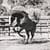 Thoroughbred Stallion The United States South Africa