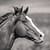The United States Thoroughbred Stallion