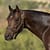 Thoroughbred Stallion Admiral Kitten South Africa
