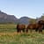 Thoroughbred mares in a field on a stud farm in south africa