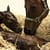 Unconditional bond forming between newborn thoroughbred foal and its mother, South Africa
