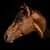 Thoroughbred Stallion Fire Away South Africa