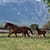 Thoroughbred mare and Foal in a field on a stud farm in south africa