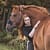 Photo shoot with woman and her horse Noordhoek, South Africa