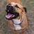 Adoption dog Pit Pals Rescue Cape Town South Africa