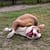 Adoption dog Pit Pals Rescue Cape Town South Africa