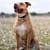 Adoption dog Pit Pals Rescue Cape Town South Africa