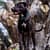 Adoption dog Pit Pals Rescue Cape Town South Africa