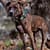Adoption dog Pit Pals Rescue Cape Town South Africa