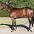 Equine Conformation