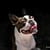 Dog photo shoot cape town south africa