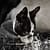 Dog photo shoot cape town south africa