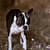 Dog photo shoot pet cape town south africa