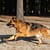 Dog photo shoot cape town south africa
