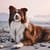 Dog photo shoot beach day cape town south africa