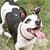 Adoption dog Pit Pals Rescue Cape Town South Africa
