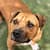 Adoption dog Pit Pals Rescue Cape Town South Africa