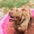 Adoption dog Pit Pals Rescue Cape Town South Africa