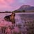 Dog photo shoot cape town south africa