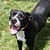 Adoption dog Pit Pals Rescue Cape Town South Africa