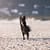 Dog photo shoot beach day cape town south africa