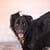 Dog photo shoot beach day cape town south africa