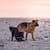 Dog photo shoot beach day cape town south africa