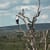 Fish Eagle, Kruger National Park. Romi Bettison Photography. Landscape Portfolio