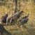 Vultures in Kruger National Park. Romi Bettison Photography. Landscape Portfolio