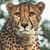 Cheetah. Romi Bettison Photography. Landscape Portfolio