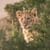 Lion Cub, Addo Elephant Park. Romi Bettison Photography. Landscape Portfolio