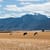 Riebeeck Kasteel, South Africa. Romi Bettison Photography. Landscape Portfolio