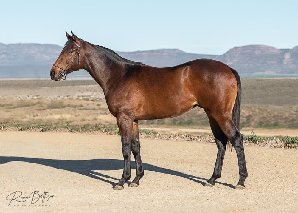 Halfway To Heaven Silvano Colt