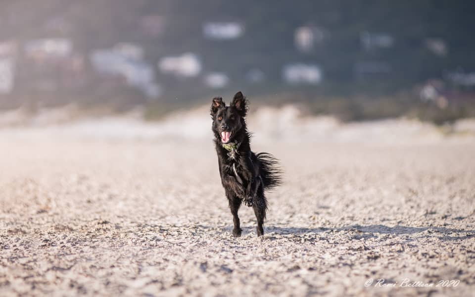 Dog photo shoot beach day cape town south africa
